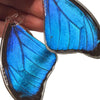 Lady Grey Beads Earrings Flight of Fancy Blue Statement Butterfly Wings Earrings, IV